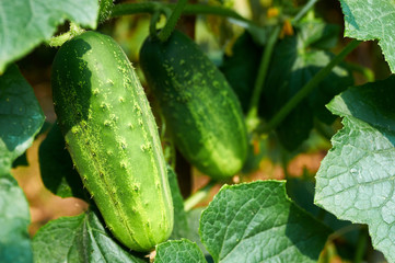 Young cucumbers hanging on a branch