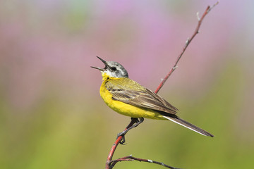 Fototapeta premium yellow bird Wagtail sitting on a branch with insect in its beak