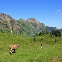Fototapeta na wymiar Cow looking at a hiker in the Swiss Alps