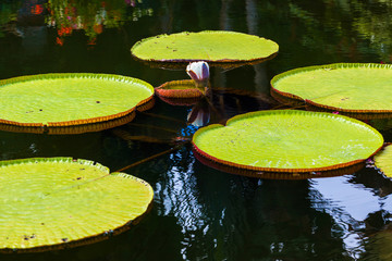 Flowers in water palace Tirta Ganga - Bali Island Indonesia