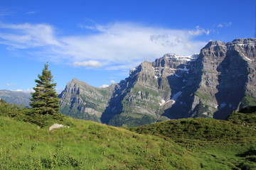 Fototapeta na wymiar Mt Glarnisch and fir, view from Obere Scheiterboden