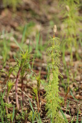 Several wood horsetails (Equisetum sylvaticum) in the nature