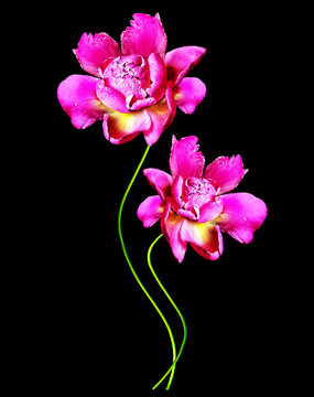 Fototapeta colorful flowers peonies isolated on black background