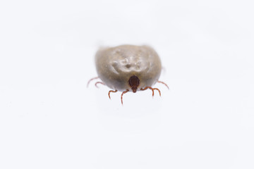 Macro close-up of female tick on a white background