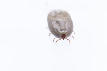 Macro close-up of female tick  on a white background