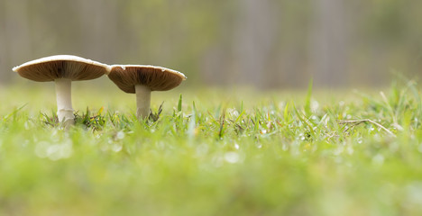 Fototapeta na wymiar Two live wild mushrooms growing panorama