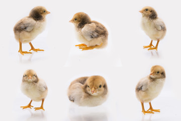 Posision of Little chick , Chicken  on a white background