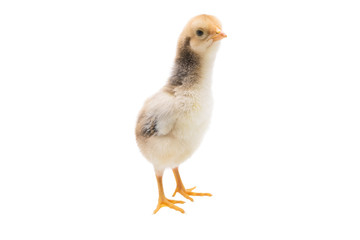 Little chick , Chicken looking something,  on a white background