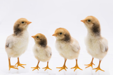 Posision of Little chick , Chicken  on a white background