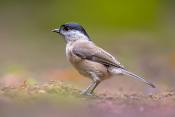 Willow tit on forest floor