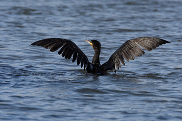 Cormorant, Phalacrocorax carbo