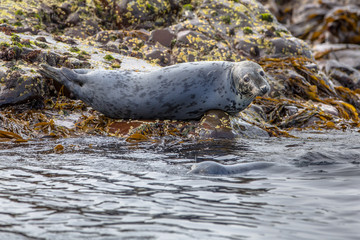 Obraz premium Atlantic Grey Seal looking
