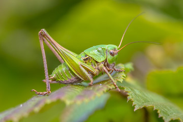 Juvenile female Wart biter