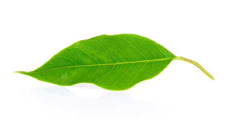 green leaf