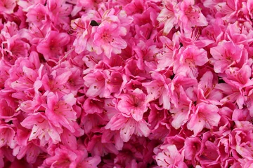 Küchenrückwand glas motiv Azalee leuchtend rosa Azaleenbusch in voller Blüte