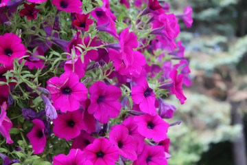 bright fuchsia colored petunias with a blurred green background