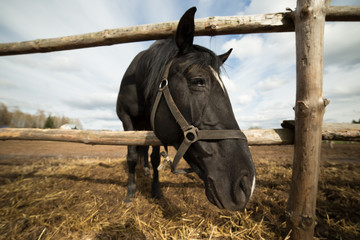 horse