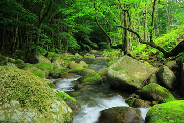 Obraz premium 夏の渓流