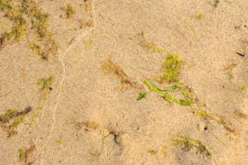 Background or texture of beach sand.