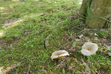 森の中で見つけた小さな白いキノコ