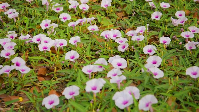 Video 1920x1080 - Convolvulus arvensis, Field Bindweed flowers on the lawn
