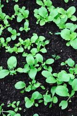 young cabbage in the field