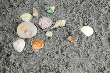 sea star and shells on sand in the beach