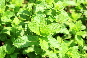 Spear mint herb field © marine art
