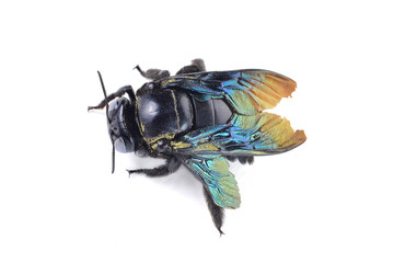 bumble bee