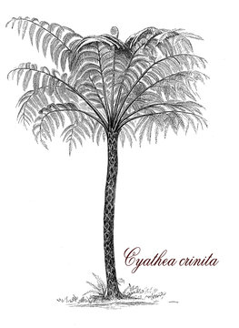 Cyathea crinita or tree fern, botanical vintage engraving