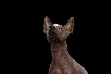 Funny Xoloitzcuintle - hairless mexican dog breed Raising up nose, Studio Close-up portrait on Isolated Black background, Curious Looks