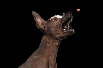 Closeup Funny Xoloitzcuintle - hairless mexican dog breed open mouth with drool Catch treats, on...