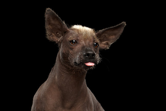 Funny Xoloitzcuintle - hairless mexican dog breed showing tongue, Closeup Studio portrait on Isolated Black background