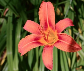 Orange tiger lily in the early spring