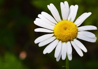 Fototapeta premium Close up of a wild daisy in northern Michigan