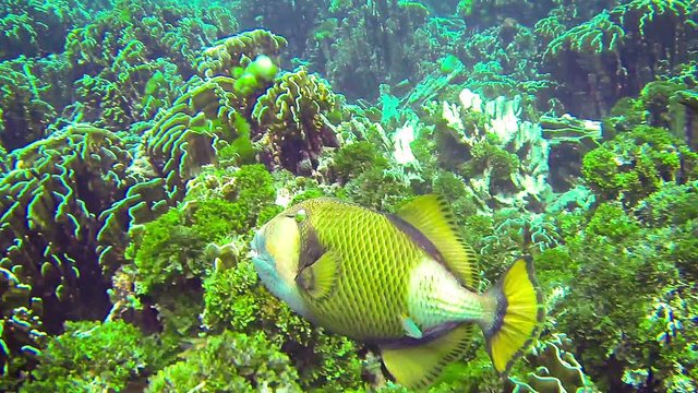 Video 1080p - Titan triggerfish (giant triggerfish or moustache triggerfish) in their natural habitat
