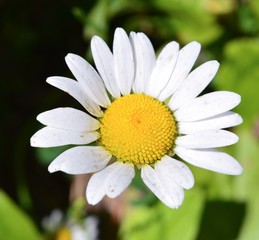 Obraz premium Wild daisy alone in northern Michigan