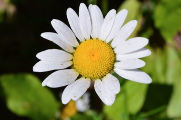 Obraz premium Wild daisy alone in northern Michigan