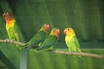 Lovebirds in a cage