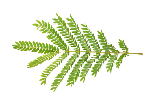 Peltophorum dasyrrhachis leaf isolated on white background