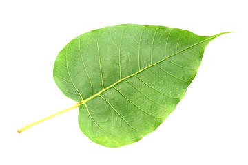 Bodhi or Peepal Leaf from the Bodhi tree, Sacred Tree for Hindus and Buddhist.On white background