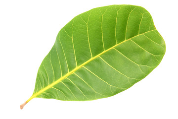cashew nut leaf isolated on white background