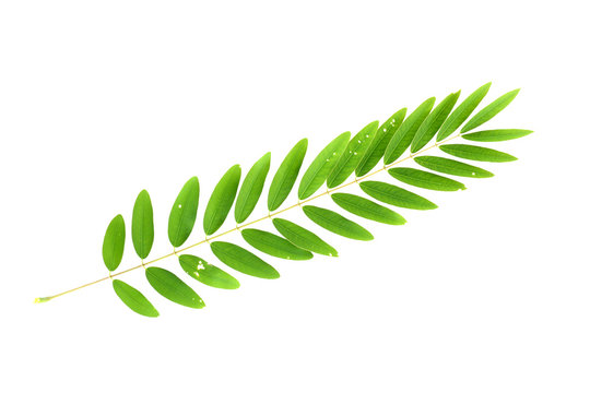 Cassia Tree,Thai Copper Pod leaf isolated on white background