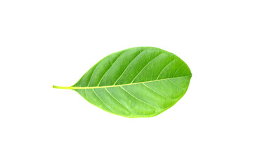 jackfruit leaf isolated on white background