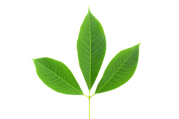 Fototapeta na wymiar rubber tree leaf isolated on white background