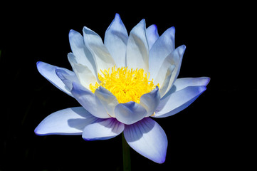 Beautiful waterlily Hybrid flower.