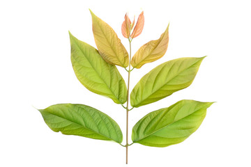 Rangoon creeper leaf isolated on white background