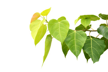 Bodhi or Peepal Leaf from the Bodhi tree, Sacred Tree for Hindus and Buddhist.On white background © buraratn