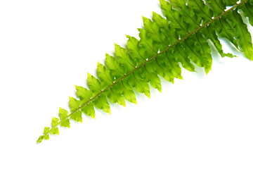 green leaves of fern isolated on white