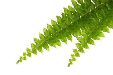 green leaves of fern isolated on white